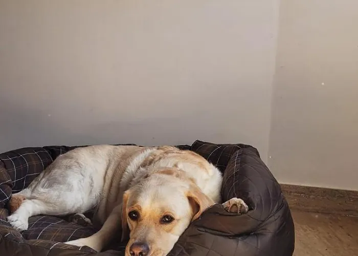 Aldea A Painza Gospodarstwo wiejskie Arzúa